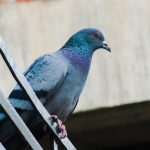 Allontanamento Volatili Roma