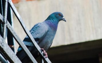 Allontanamento Volatili Roma