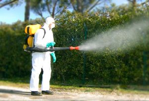 Disinfestazione e derattizzazione Roma