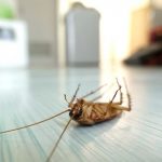 Disinfestazione e sanificazione blatte Roma