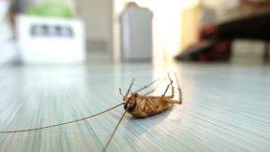 Disinfestazione e sanificazione blatte Roma