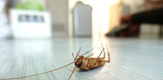 Disinfestazione e sanificazione blatte Roma