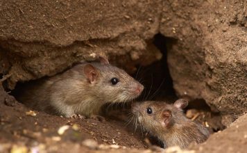 Derattizzazione Roma