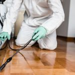 Derattizzazione a Roma