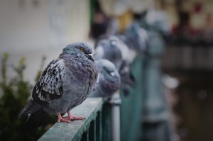 Allontanamento Volatili in giornata Roma