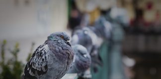 Allontanamento Volatili in giornata Roma