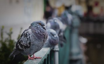 Allontanamento Volatili in giornata Roma