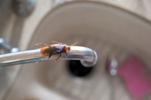 Disinfestazioni Roditori Roma