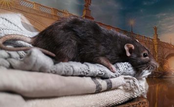 Derattizzazione uffici Roma