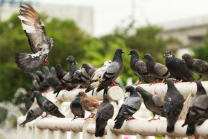 Costo Allontanamento Piccioni Roma