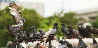Costo Allontanamento Piccioni Roma