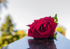 Organizzazione del funerale roma